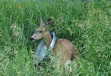 Trash Can Lid Found Around Deers Neck Ehuntr