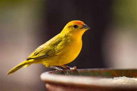 Canary Care Guide Types Lifespan And More Petsoid