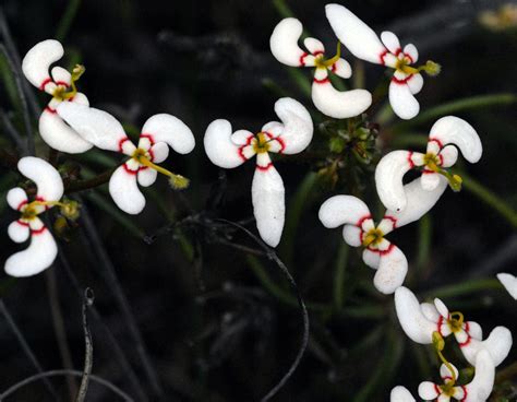 Australian Wild Flower Stylidium Breviscapum Boomerang Triggerplant
