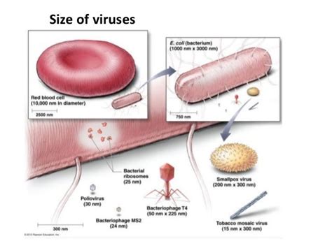 9 bio265 viruses fungi protozoa helminths instructor dr di bonaven…