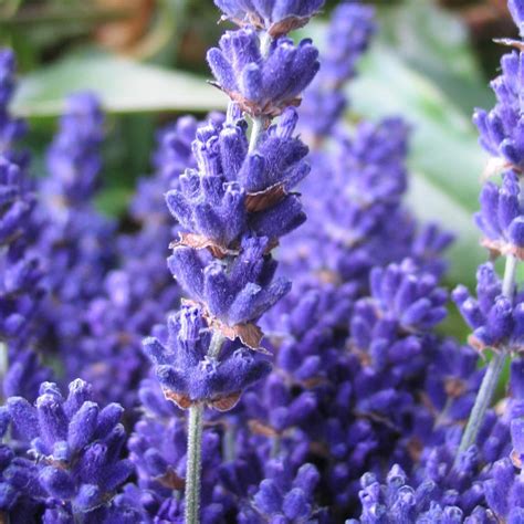 Angustifolia Cedar Blue Lavenderworld