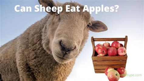 Can Sheep Eat Apples Expert Insights Animal Hype