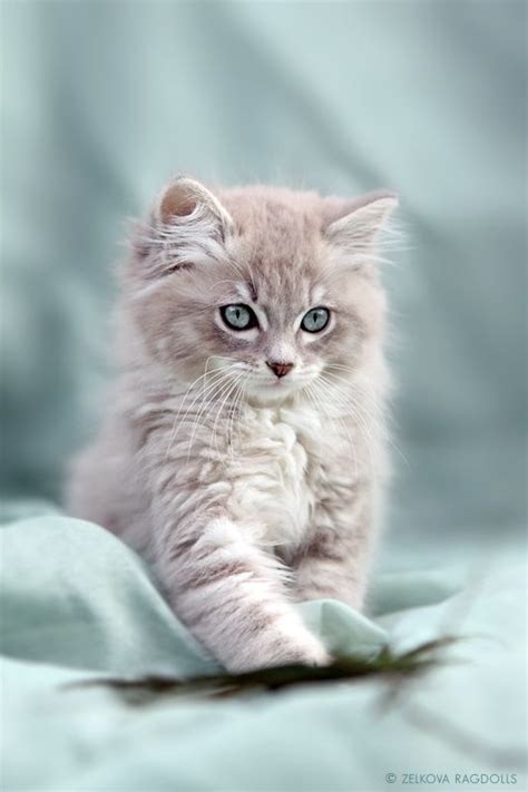 Adorable Gray And White Kitten Pictures Photos And
