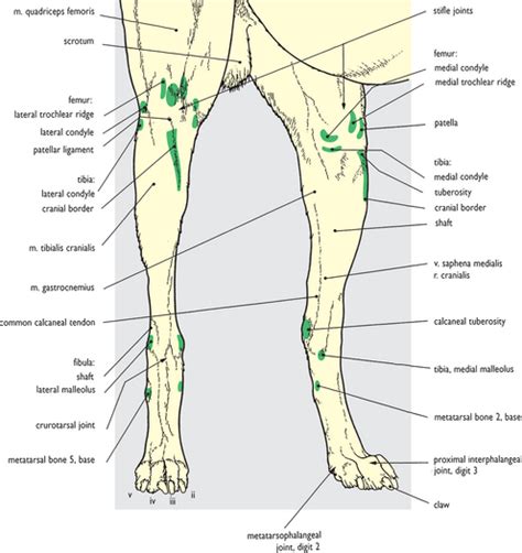 Canine Hindlimb Anatomy Anatomical Charts And Posters