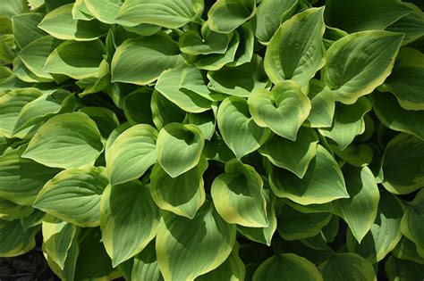 Golden Tiara Hosta Hosta Golden Tiara In Fayetteville Springdale