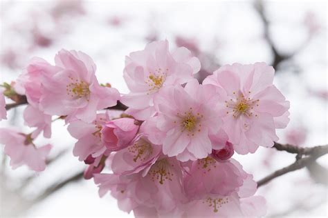 Prunus Beautiful Flowers Flower Wallpaper Spring Blossom
