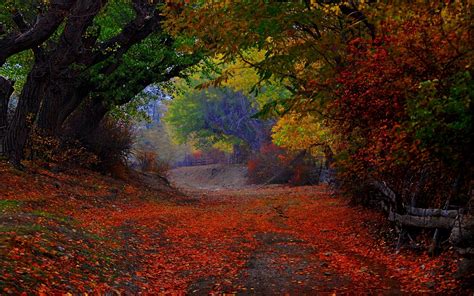 Nature Landscape Colorful Path Trees Fence Leaves
