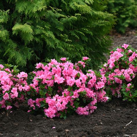 Bloom A Thon Pink Double Azalea Spring Meadow Wholesale Liners