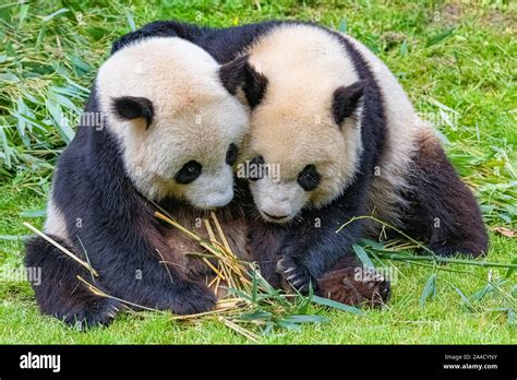 Giant Pandas Bear Pandas The Mother And Her Son Together Stock Photo