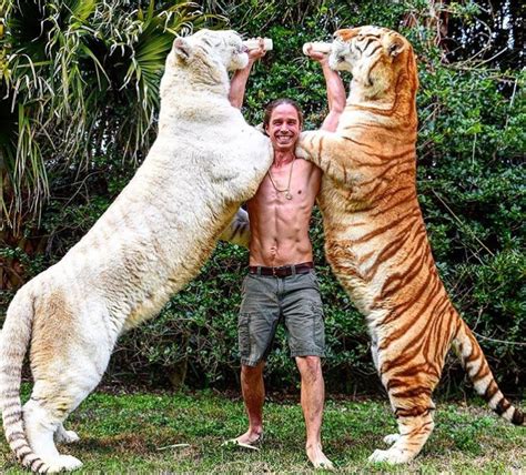 un híbrido de una tigresa con un león sorprende por su gran tamaño pesa lo mismo que un dientes