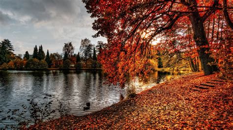 Download Wallpaper 1920x1080 Autumn Park Foliage Lake Full Hd 1080p