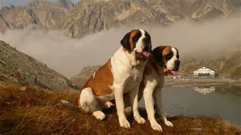 Increíble Estas Son Las Tres Razas De Perros Más Grandes Del Mundo