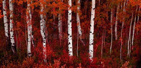 Aspen Trees In Fall With Colors Lush Forest Birch Stock Photo Image