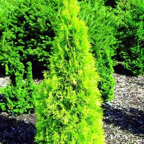 If you do wish to prune, do so in late spring/early summer, after the new growth has emerged. Polar Gold ™ Arborvitae - Thuja - Evergreen - Proven ...
