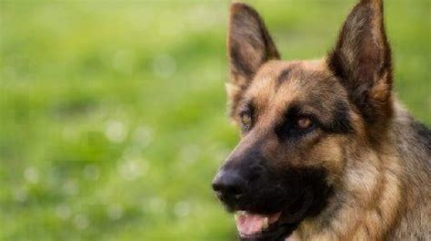 Dog Facts German Shepherds Healthy Paws Pet Insurance