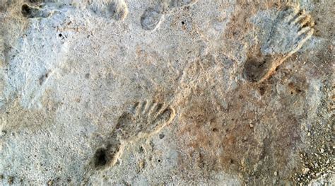 Fossil Footprints Show Humans In North America More Than 21000 Years