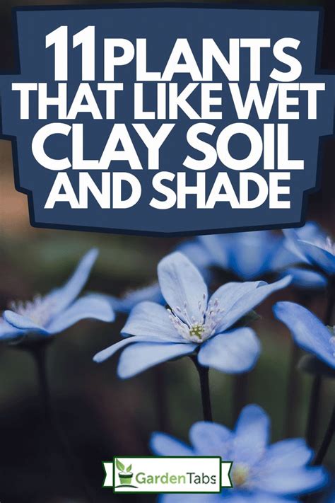 11 Plants That Like Wet Clay Soil And Shade Garden Tabs Shade