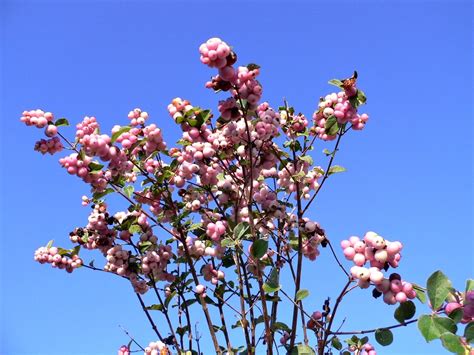 Symphoricarpos Shrub Snowberry Symphoricarpos Is A Sma Flickr