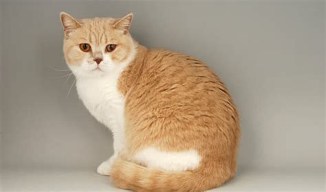 British Shorthair Cat Origin Care And Health Catsfud