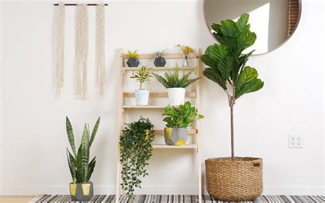 Small Apartment Diy Minimalist Ladder Plant Stand Spaceoptimized