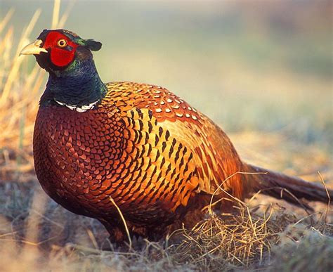 Bird Quizzes Pheasants Grouse Partridges And Quail