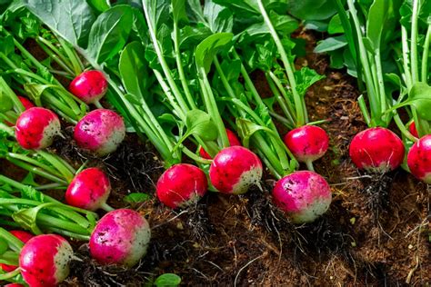 How To Grow Radishes