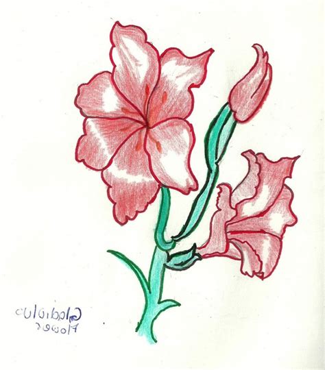 Please to search on seekpng.com. Gladiolus Flower Drawing | Free download on ClipArtMag