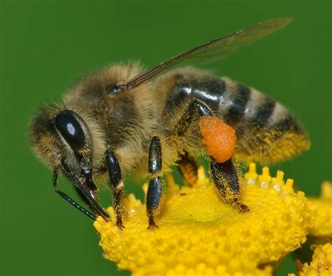 Fileapis Mellifera Western Honey Bee Wikimedia Commons