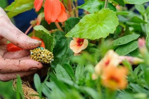 Begonias Grow And Care Guide Bbc Gardeners World Magazine
