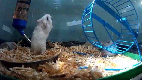 Hamster First Video 1080p Youtube
