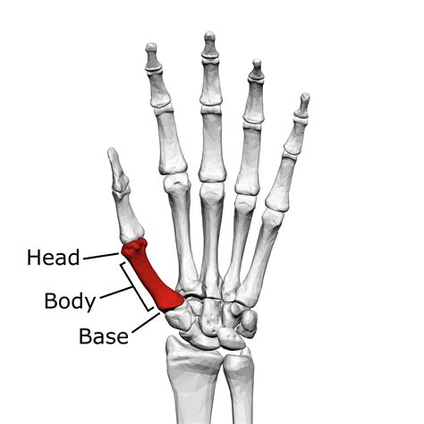 Metacarpophalangeal Joint Of The Thumb