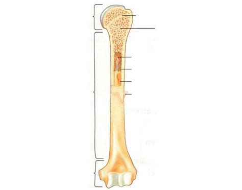 As shown in figure 2. Structure Of Long Bone Labeled - bone structure model ...