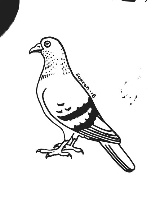 Sketsa Gambar Hewan Burung Merpati Inapg Id