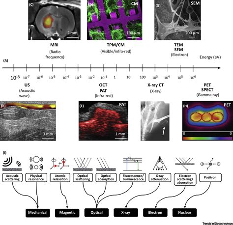 Imaging Biomaterialtissue Interactions Trends In Biotechnology