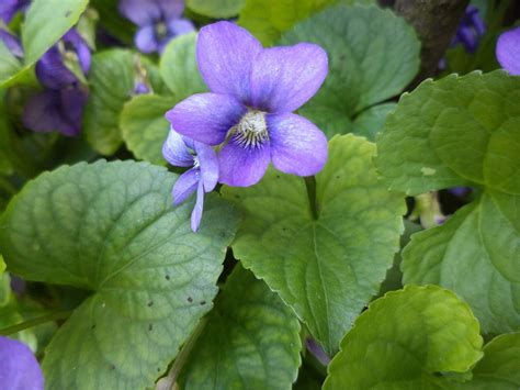 Viol Blommor Violett · Gratis Foto På Pixabay