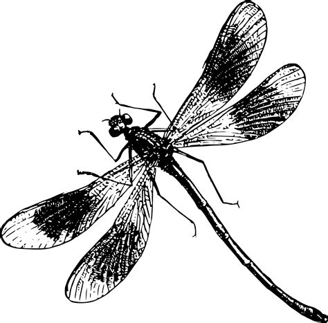 Firefly Clipart Dragonfly Firefly Dragonfly Transparent Free For