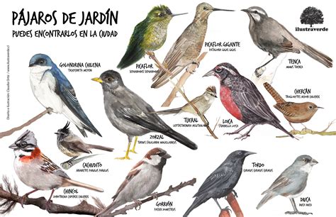 Aves De Jardín Valparaíso Viña Del Mar Quilpué Chile Ilustraverde