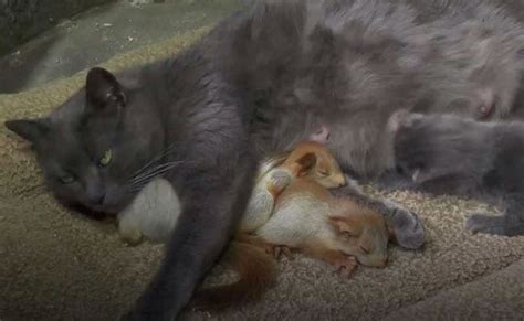 Cuteness Alert Cat Adopts Orphaned Baby Squirrels In Aww Dorable Video