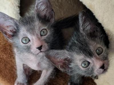 Norwich, norfolk (26.8 miles from california). Lykoi - Male & Female Lykoi Kittens For Sale in Wisconsin ...