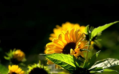 Free Download Sunflower Wallpaper Desktop Background Beautiful Images