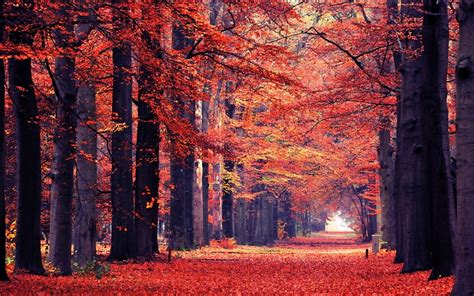 Fall Leaves Path Trees Park Tunnel Red Plants Fallen Leaves