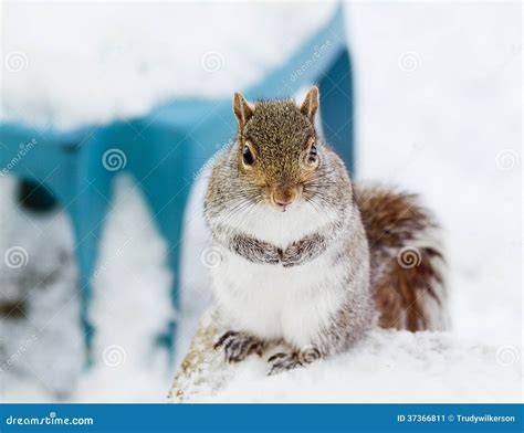 Adorable Squirrel Stock Image Image Of Wildlife Cute 37366811