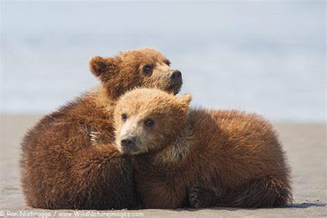 Cuddly Cubs Photo Blog Niebrugge Images