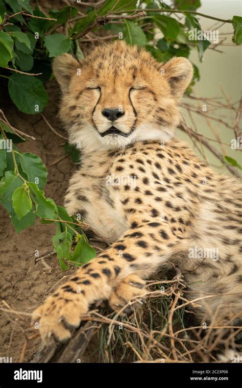 Sleeping Cheetah Cub Hi Res Stock Photography And Images Alamy