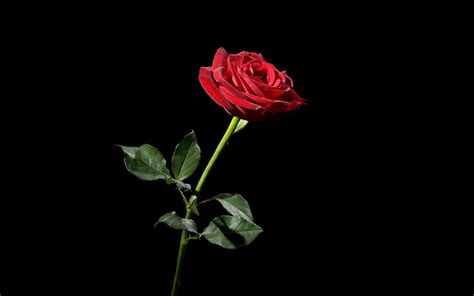 10 Latest Red Roses Black Background Full Hd 1080p For Pc Background 2020