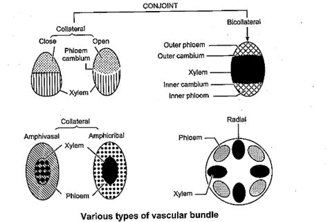 Describe The Different Types Of Vascular Bundles