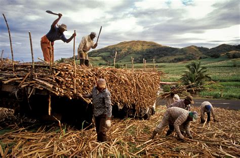 General Photos Fiji Field Workers In A Sugar Cane Farm In Flickr