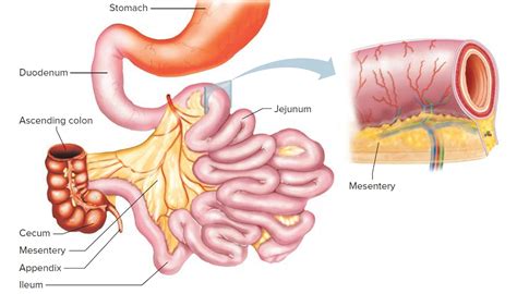 Stomach cancer can cause several symptoms. Small Intestine Cancer - Causes, Symptoms, and Treatment ...