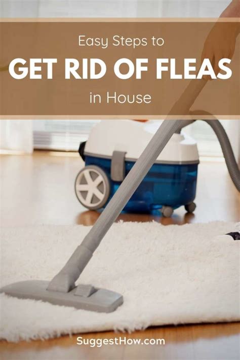 How To Get Rid Of Fleas In House 6 Step By Step Guide