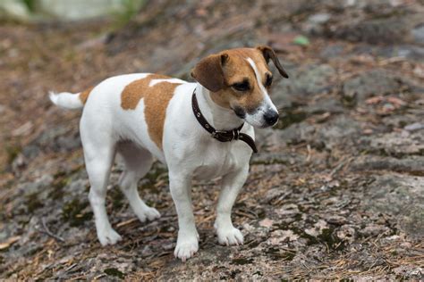 Is My Jack Russell Terrier Too Old To Train Happy Jack Russell